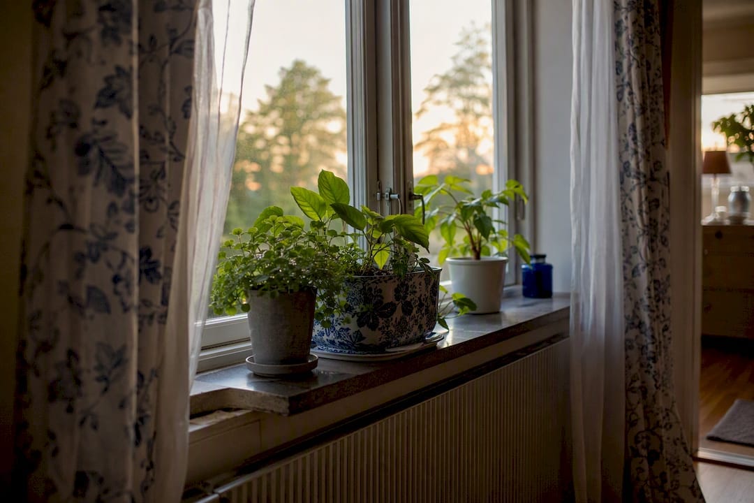 Förberedda krukväxter och gardiner på fönsterbrädan